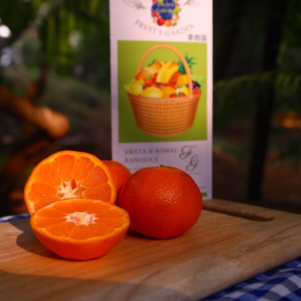 Australian mini oranges fFruiit garden imported fruits