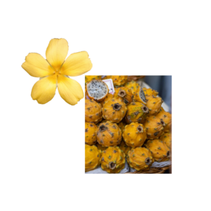 yellow pitaya