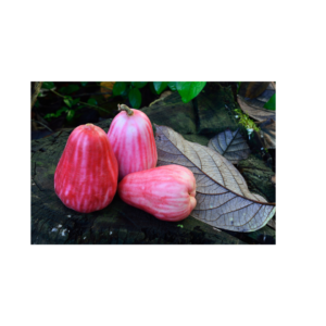 thai rose apple