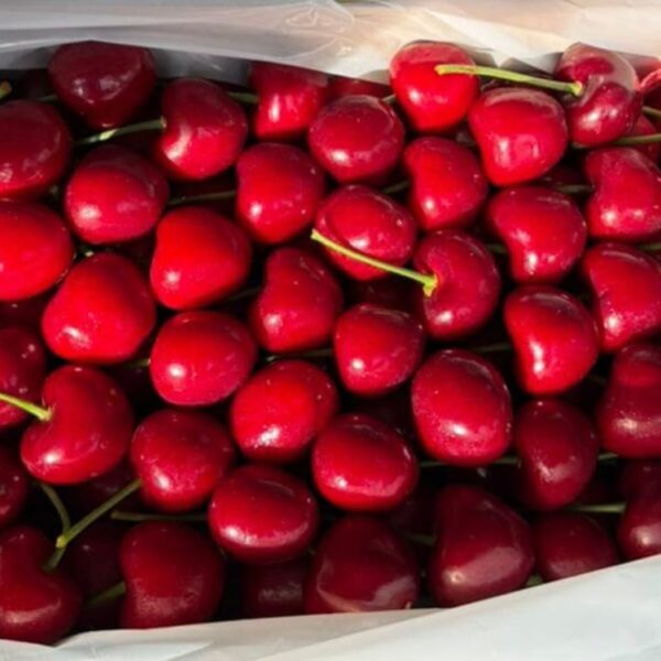 Japanese Cherries - Premium Imported Fruit | Fruiit Garden