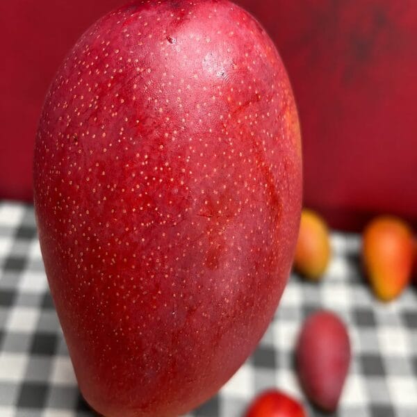 Premium Miyazaki Mango Taiyo no Tamago imported from Japan by Fruiit Garden